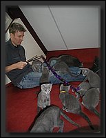 13 - Russisch Blauw Kittens Nicolaya's Cattery.JPG